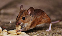 24 Hour & Emergency Exterminators in Bigfork, MT
